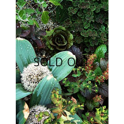 画像1: アリウム カラタビエンセ (2球入)