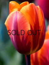 チューリップ プリンセスイレーヌ (3球入)