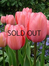 斑入りチューリップ デザインインプレッション(4球入)