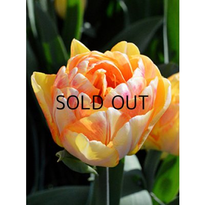 画像2: チューリップ　フォクシーフォックストロット (3球入)