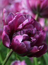 チューリップ ブルーダイアモンド (3球入)