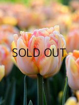 チューリップ フォクシーフォックストロット (3球入)