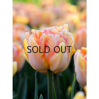 画像1: チューリップ　フォクシーフォックストロット (3球入)