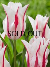 チューリップ マリリン (4球入)