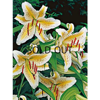 画像2: リリウム　オーラツム　（＝ヤマユリ）　ゴールドバンド (1球入)