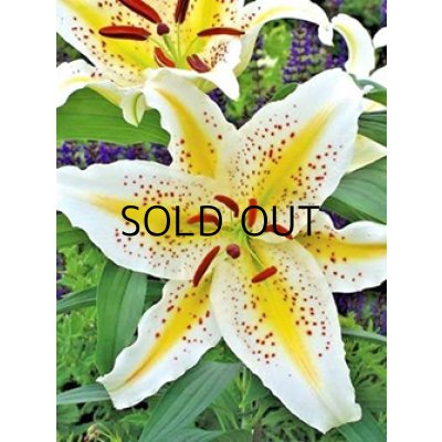 画像1: リリウム　オーラツム　（＝ヤマユリ）　ゴールドバンド (1球入)