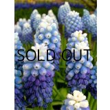 ムスカリ　オーシャンマジック (5球入)