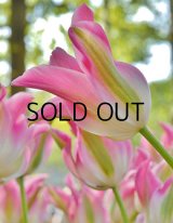 チューリップ フロローサ(4球入)