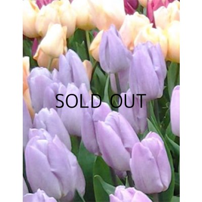 画像2: チューリップ  キャンディプリンス (4球入)