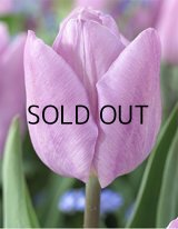 チューリップ  キャンディプリンス (4球入)