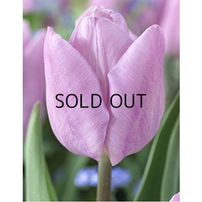 画像1: チューリップ  キャンディプリンス (4球入)