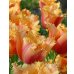 画像1: チューリップ　ランバダ (4球入) (1)