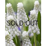 ムスカリ　シベリアンタイガー (5球入)