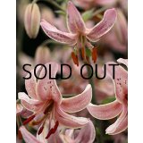 【本店にて11月発売予定】リリウム マルタゴン ピンクモーニング  (1球入) 