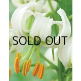 【本店にて11月発売予定】リリウム マルタゴン スノウィーモーニング  (1球入) 