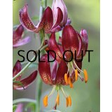 【本店にて11月発売予定】 リリウム マルタゴン クロードシュライド  (1球入) 