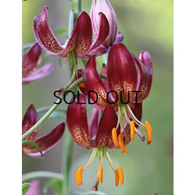 画像1: 【本店にて11月発売予定】 リリウム マルタゴン クロードシュライド  (1球入) 