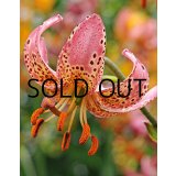 【本店にて11月発売予定】リリウム マルタゴン マニトバモーニング  (1球入) 