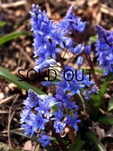 シラー ビフォリア (4球入)