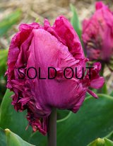 チューリップ パロットプリンス (4球入)