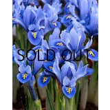 イリス　アリダ (5球入)