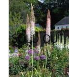 【本店にて11月発売予定】エレムルス　ロブスツス(1球入)