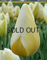 チューリップ レモンシフォン (4球入)