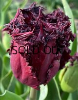 チューリップ ラブラドール (3球入)