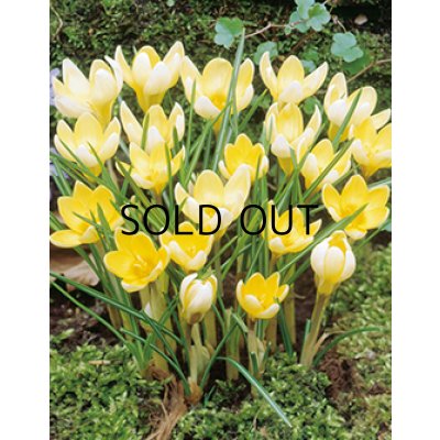 画像2: クロッカス　ロマンス (5球入)