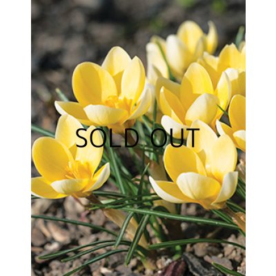 画像1: クロッカス　ロマンス (5球入)