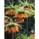 フリチラリア　インペリアリス　オレンジビューティー　(1球入)