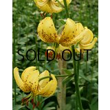 【本店にて11月発売予定】リリウム マルタゴン ゴールデンモーニング  (1球入) 