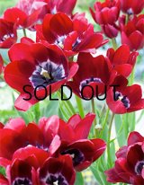 チューリップ ファイアリークラブ(3球入)