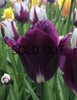 チューリップ カンザスプラウド (4球入)
