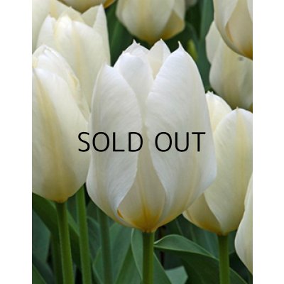 画像2: チューリップ　ピューリッシマ（4球入)