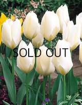 チューリップ ピューリッシマ(4球入)