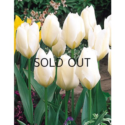 画像1: チューリップ　ピューリッシマ（4球入)