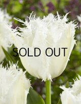 チューリップ ノールドアインデ (3球入)