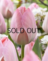 チューリップ ミスティック ファンアイク (4球入)