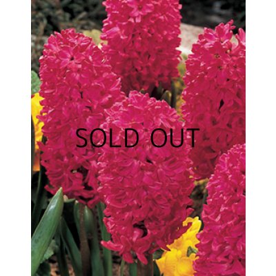 画像1: ヒヤシンス　ジャン・ボス（2球入）