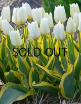 チューリップ ピューリッシマブロンド(3球入)