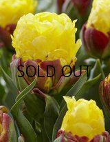 チューリップ アイスクリームバナナ(2球入)