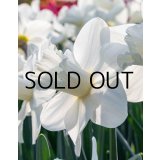 ナルキッスス　ウォッチアップ(2球入)