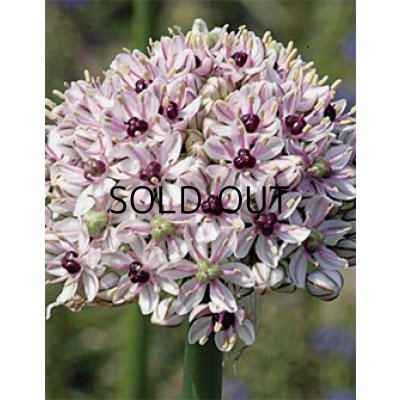 画像2: アリウム　バサルティクム　シルバースプリング (1球入)