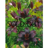 リリウム　シークレットキッス(2球入)