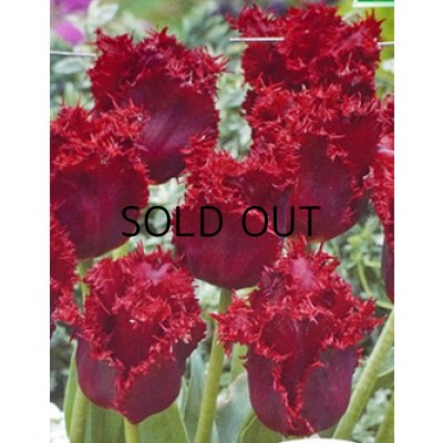 画像1: チューリップ クリスタルビューティ (4球入)