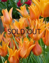 チューリップ バレリーナ (5球入)