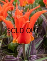 チューリップ リガスバリケード (3球入)