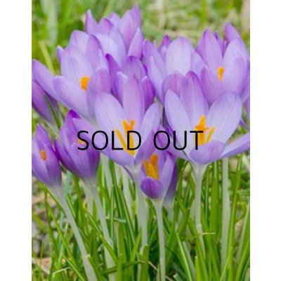 画像1: クロッカス　ホワイトウェルパープル　(5球入)