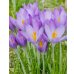 画像1: クロッカス　ホワイトウェルパープル　(5球入) (1)